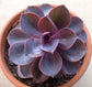 Echeveria Purple Pearl - Live Starter Plants in 2 Inch Growers Pots - Rare and Colorful Compact Easy Care Succulent