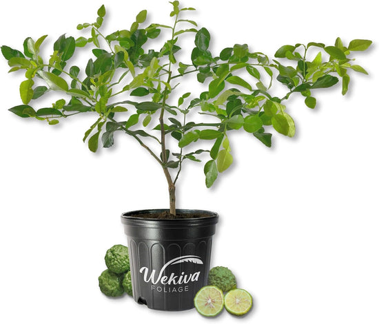Kaffere Lime Tree - Live Plants in 2 Gallon Pots - Florida Only - Fruit Bearing Citrus for Patio and Garden