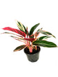 Exotic Houseplant Multi-Pack - 3 Live Plants in 6 Inch Pots - Stromanthe Triostar, Song of India Dracaena Reflexa, ZZ Zamioculcas Zamiifolia - Easy Care Indoor Houseplants