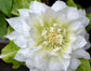 Clematis Duchess of Edinburgh - Live Starter Plants in 2 Inch Growers Pots - Starter Plants Ready for The Garden - Beautiful White Bloom Flowering Vine
