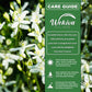 Clematis Sweet Autumn Paniculata - Live Starter Plants in 2 Inch Growers Pots - Starter Plants Ready for The Garden - Rare Clematis for Collectors