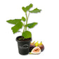 Fig Tree - 1 Live Starter Plant - Ficus Carica - Edible Fruit Tree for The Patio and Garden