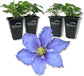 Clematis Will Goodwin - Live Starter Plants in 2 Inch Growers Pots - Starter Plants Ready for The Garden - Rare Clematis for Collectors