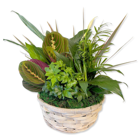 Live Indoor Houseplant Assortment - Assorted Plants - Growers Choice - Easy Care Floral Arrangement for Office Tabletop Desk and Home Decor