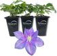 Clematis Barbara Jackman - Live Starter Plants in 2 Inch Growers Pots - Starter Plants Ready for The Garden - Bold and Beautiful Purple Flowering Vine