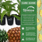Pineapple Plant - 4 Live Starter Plants - Ananas Comosus - Edible and Fruit Bearing for Patio and Garden