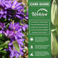 Clematis Daniel Deronda - Live Starter Plants in 2 Inch Growers Pots - Starter Plants Ready for The Garden - Rare Clematis for Collectors