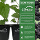 Mulberry Tree - 1 Live Starter Plant - Morus - Edible Fruit Tree for The Patio and Garden
