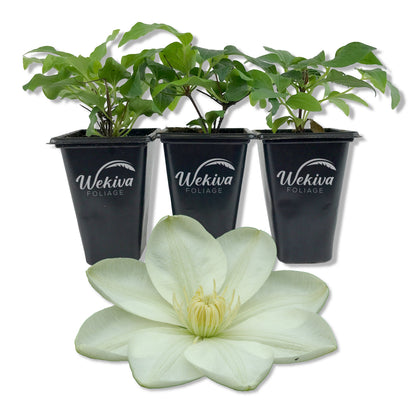 Clematis Guernsey Cream - Live Starter Plants in 2 Inch Growers Pots - Starter Plants Ready for The Garden - Rare Clematis for Collectors