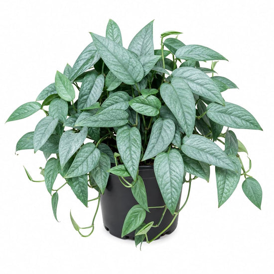 Cebu Blue Pothos - 1 Live Plant in a 6 Inch Growers Pot - Epipremnum Pinnatum &