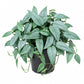 Cebu Blue Pothos - 1 Live Plant in a 6 Inch Growers Pot - Epipremnum Pinnatum &