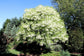 American Fringe Tree - Live Tree in a 3 Gallon Pot - Chionanthus Virginicus - Native Plant Beautiful Foliage Easy Care Deciduous Flowering Tree