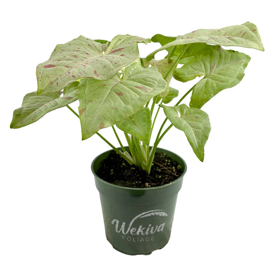 Syngonium Milk Confetti - 1 Live Plant in a 4 Inch Growers Pot - Syngonium - Beautiful Vibrant Colorful Foliage Indoor Houseplant