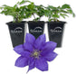 Clematis Olympia - Live Starter Plants in 2 Inch Growers Pots - Starter Plants Ready for The Garden - Rare Clematis for Collectors