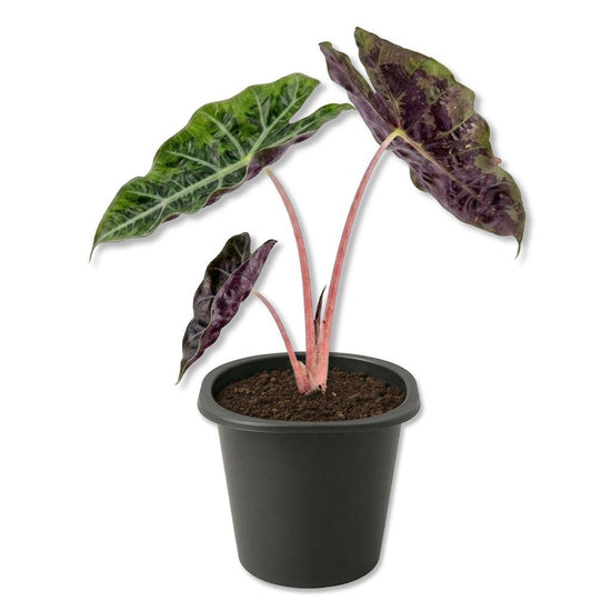 Pink Princess Alocasia - Live Starter Plants - Alocasia Lowii - Pink Stemmed Dark Foliage Decorative Indoor Houseplant
