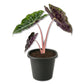 Pink Princess Alocasia - Live Starter Plants - Alocasia Lowii - Pink Stemmed Dark Foliage Decorative Indoor Houseplant