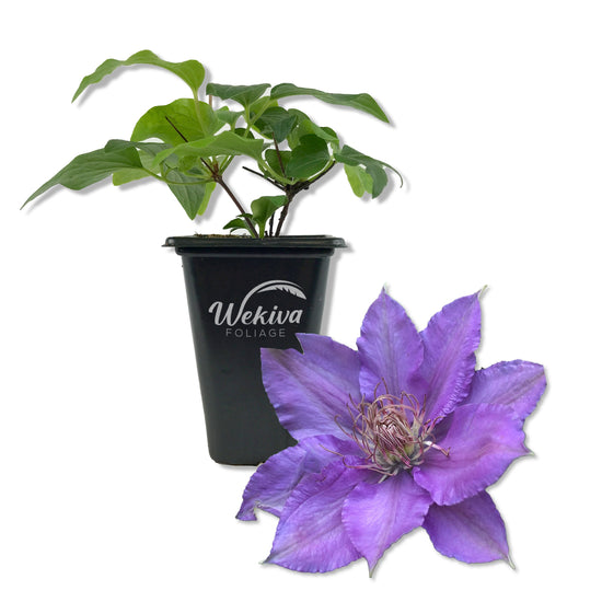 Clematis Bijou - Live Starter Plants in 2 Inch Growers Pots - Starter Plants Ready for The Garden - Rare Clematis for Collectors
