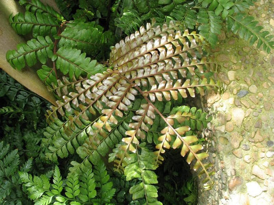 Mahogany Fern - Live Plant in a 6 Inch Grower&