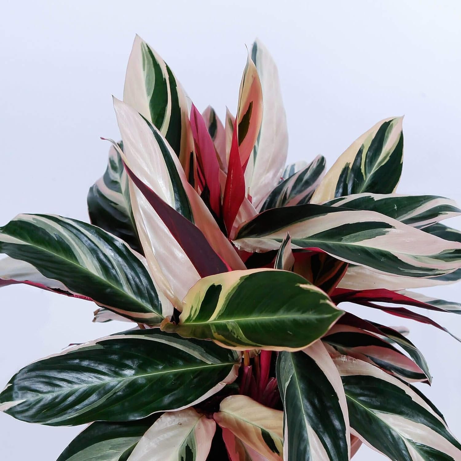 tricolor prayer plant indoor care Tricolor Stromanthe Prayer Plant - Live Plant in an 4 Inch Pot