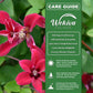 Clematis Gravetye Beauty - Live Starter Plants in 2 Inch Growers Pots - Starter Plants Ready for The Garden - Rare Clematis for Collectors
