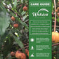 Achichiru Tree - Live Plant in a 3 Gallon Growers Pot - Garcinia Humilis - Beautiful Edible Fruit Bearing Tropical Tree for Patio and Garden
