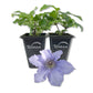 Clematis Blue Angel - Live Starter Plant in a 2 Inch Growers Pot - Starter Plants Ready for The Garden - Rare Clematis for Collectors