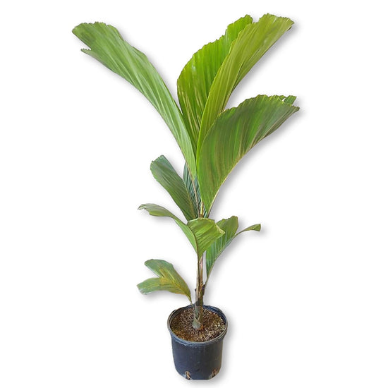 OBI Island Palm - Live Plant in a 3 Gallon Growers Pot - Hydriastele Beguinii - Ornamental Palms of Florida