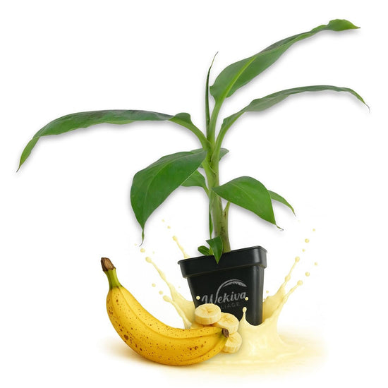Lacatan Banana Tree - Live Plants in 3 Inch Growers Pots - Musa Acuminata - Edible Fruit Bearing Tree for The Patio and Garden