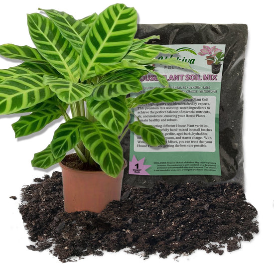 Calathea Zebrina Prayer Plant and Soil Mix Combo - Live Plant in a 4 Inch Pot with 1 Quart HousePlant Soil Mix -Calathea &