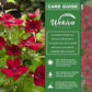 Clematis Nubia - Live Starter Plants in 2 Inch Growers Pots - Starter Plants Ready for The Garden - Rare Clematis for Collectors