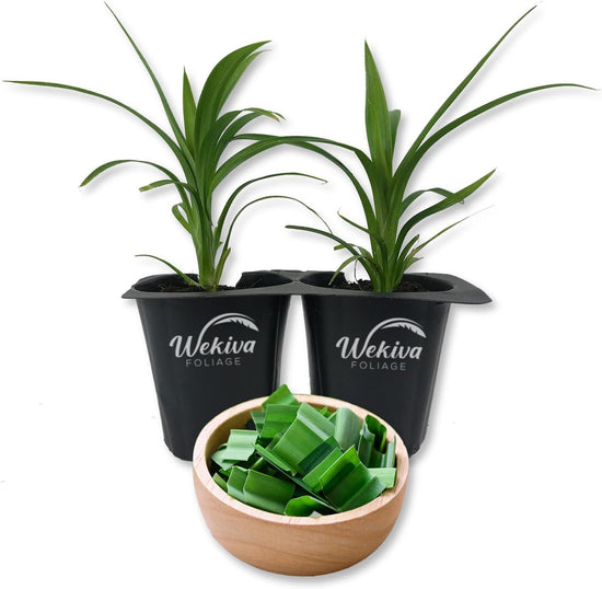 Pandan Plant - 2 Live Starter Plants - Pandanus Amaryllifolius - Fragrant Flavor Sweet Edible Leaves
