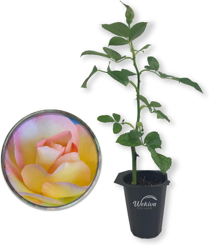 Sunrise Surprise Rose Bush - Live Starter Plants in 2 Inch Pots - Beautiful Roses from Florida - A Timeless Classic Ornamental Rose