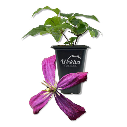 Clematis Sweet Summer Love - Live Starter Plants in 2 Inch Growers Pots - Starter Plants Ready for The Garden - Rare Clematis for Collectors