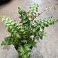 Mahogany Fern - Live Plants in 4 Inch Grower&