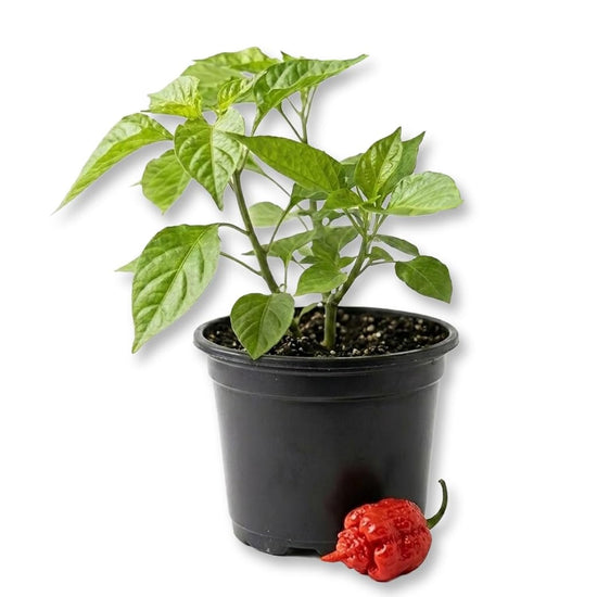 Trinidad Scorpion Pepper Plant - Single - 4 Inch Pot - Capsicum Chinense