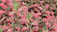 Pink Butterflies Kalanchoe - 1 Live Plant in a 4 Inch Pot - Kalanchoe x Houghtonii - Extremely Rare Indoor Houseplant
