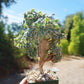 Crested Aeonium Sunburst - 1 Live Plant in a 4 Inch Pot - Aeonium Cristata - Extremely Rare Indoor Houseplant