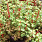 Midstripe Rainbow Bush - Live Starter Plants - Portulacaria Mediopicta - Beautiful Colorful Exotic Indoor Succulent Houseplant