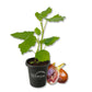 Fig Tree - 1 Live Starter Plant - Ficus Carica - Edible Fruit Tree for The Patio and Garden