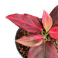 Red Vein Aglaonema - 1 Live Plant in a 4 Inch Pot - Aglaonema Commutatum - Extremely Rare Indoor Houseplant