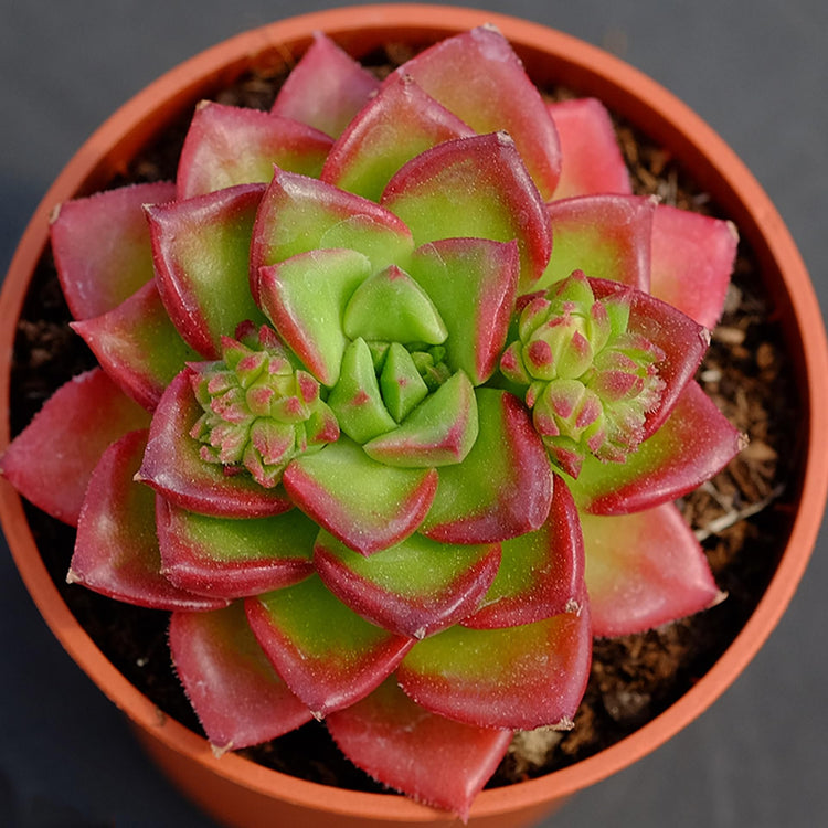 sedeveria letizia succulent Echeveria Letizia - Live Starter Plants in 2 Inch Growers Pots