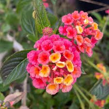 Confetti Lantana - 1 Live Plant in a 10 Inch Growers Pot - Lantana Camara - Compact Vibrant Multicolored Flowering Shrub