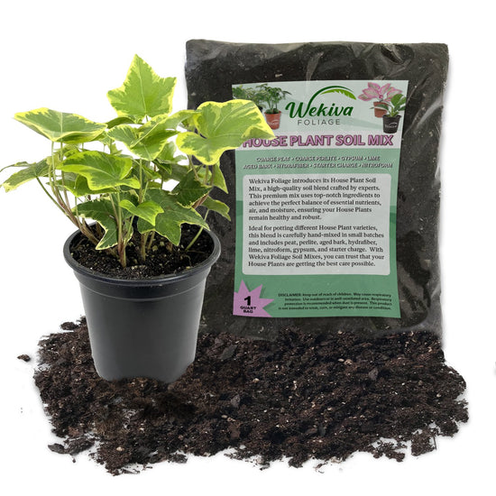 Golden English Ivy and Soil Mix Combo - Live Plant in a 4 Inch Pot with 1 Quart HousePlant Soil Mix - Hedera Helix with Custom Soil Blend
