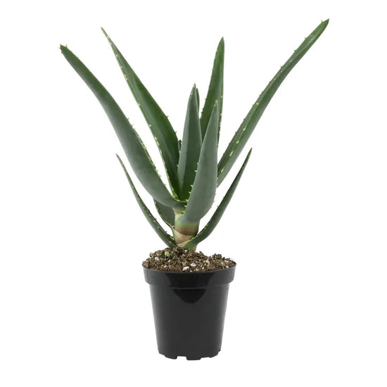 Hercules Aloe Tree - 1 Live Plant in a 4 Inch Growers Pot - Aloidendron &