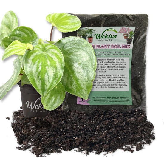 Peperomia Watermelon and Soil Mix Combo - Live Plant in a 4 Inch Pot with 1 Quart HousePlant Soil Mix - Peperomia Argyreia with Custom Soil Blend