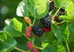 Everbearing Mulberry Tree - Live Plant in 3 Gallon Pot - Edible Fruit Tree For The Patio Or Garden