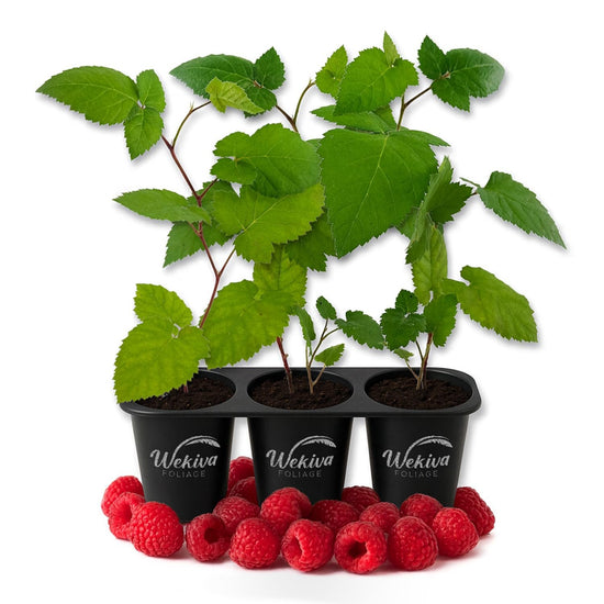 Raspberry Bush - 3 Live Starter Plants - Rubus - Edible Berry Bearing Bramble Shrub for Fruit Garden and Patio