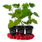 Raspberry Bush - 3 Live Starter Plants - Rubus - Edible Berry Bearing Bramble Shrub for Fruit Garden and Patio