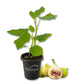 Fig Tree - 1 Live Starter Plant - Ficus Carica - Edible Fruit Tree for The Patio and Garden
