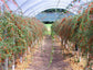 Goji Berry Plant - Live Starter Plants in 2 Inch Growers Pots - Lycium Barbarum - Fruit Plants for Your Patio or Edible Garden